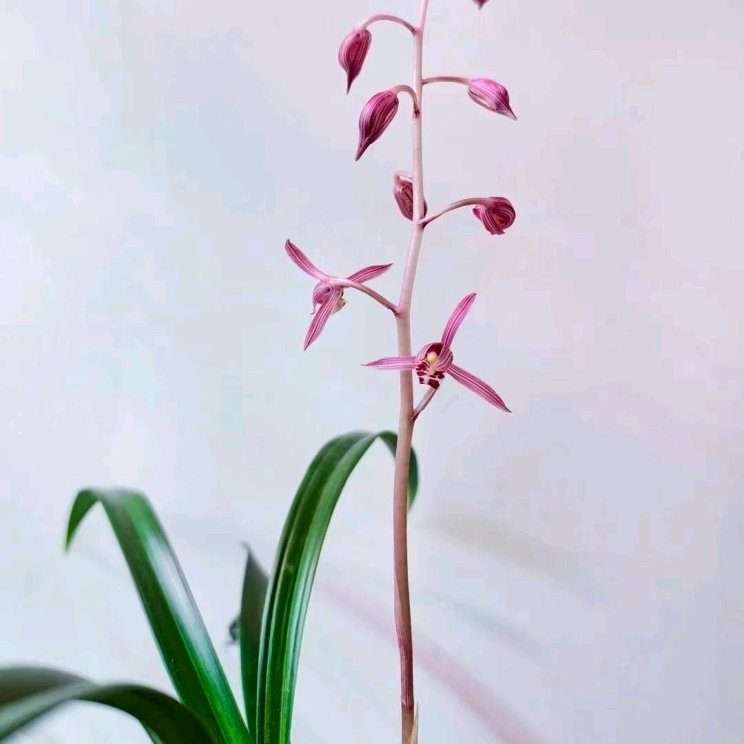 东方