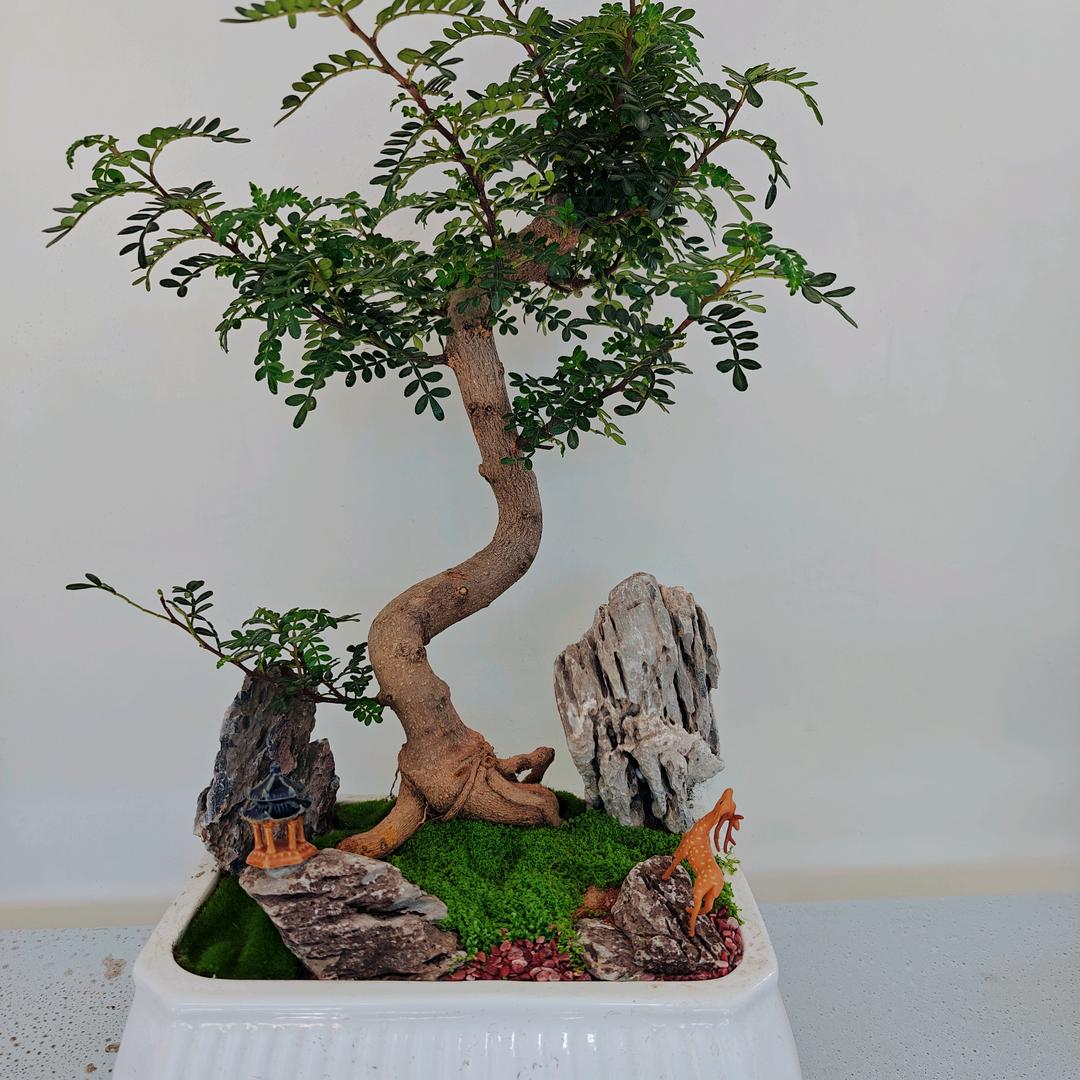 石龙盆景