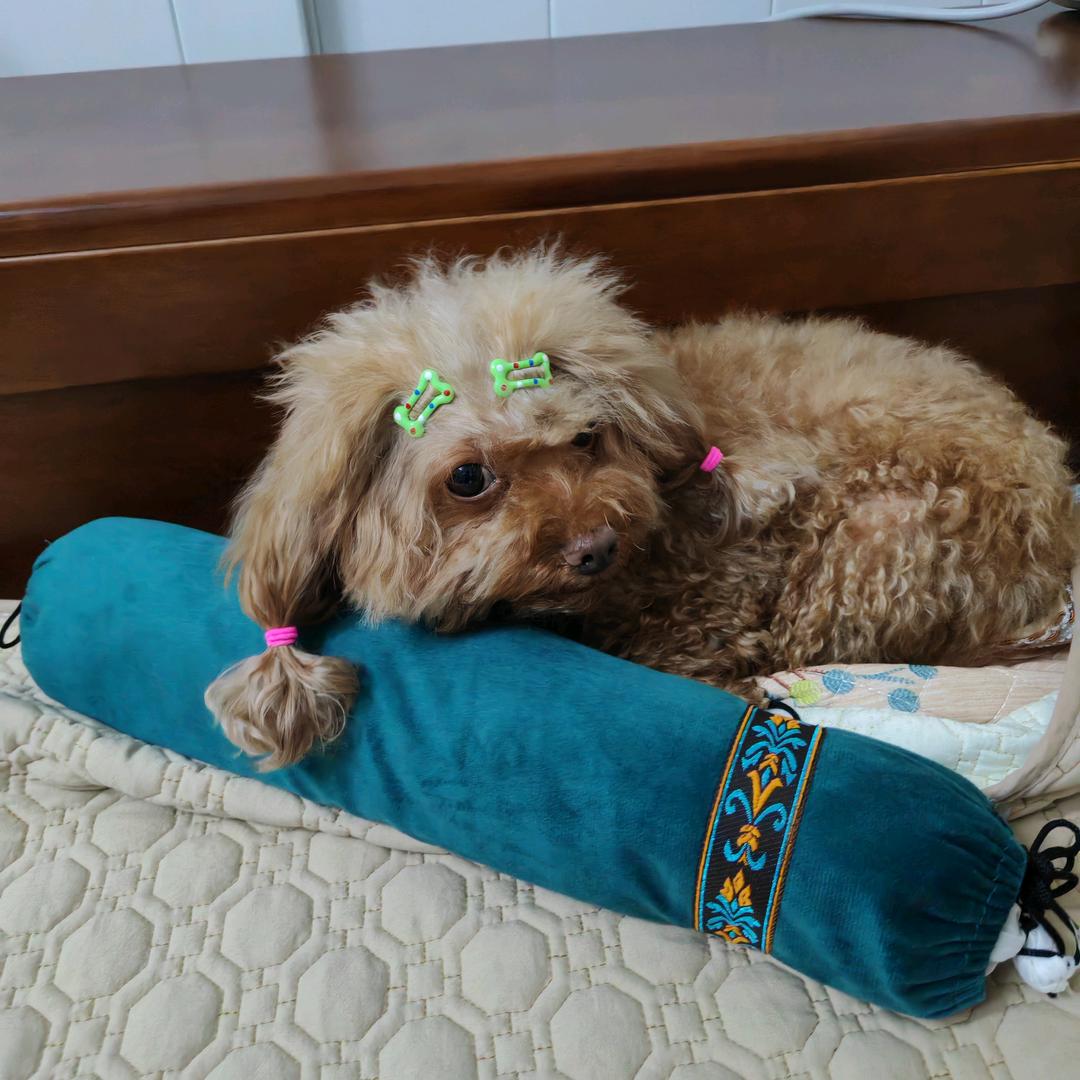 仔仔是只泰迪