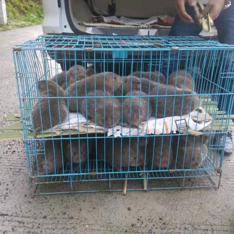 贵州顺丰竹鼠