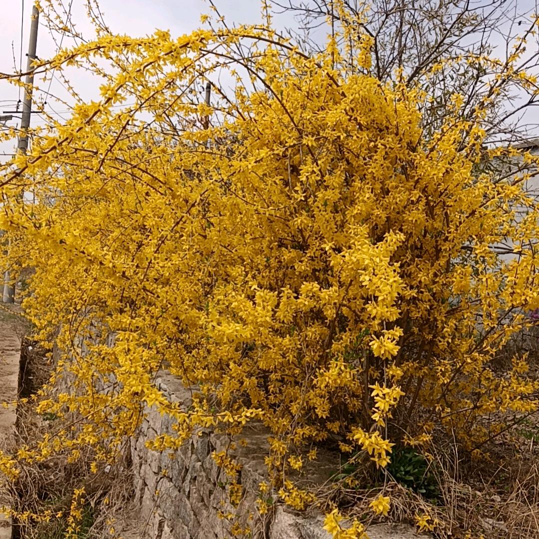 时光李