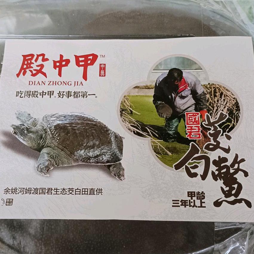 (殿中甲)牌河姆渡国君家茭白田野养甲鱼