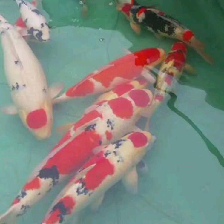 昆明市园博花鸟市场，海胜水族观赏鱼批发