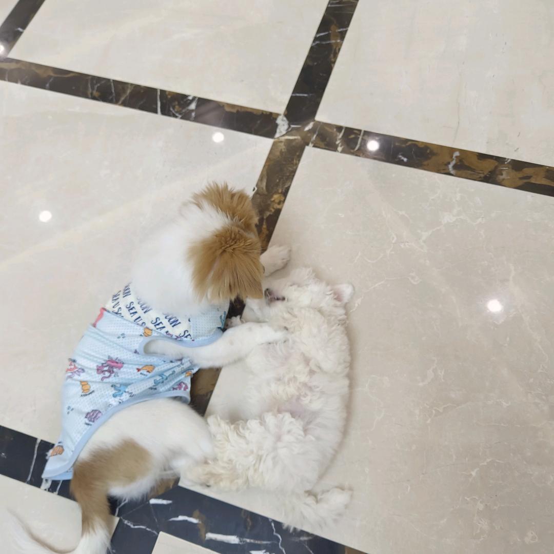 一颗大树