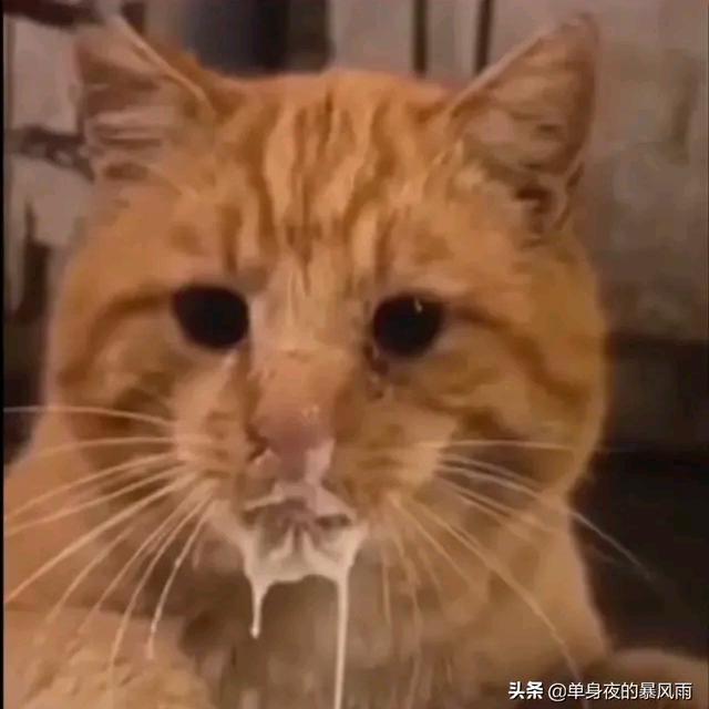 冬月小东