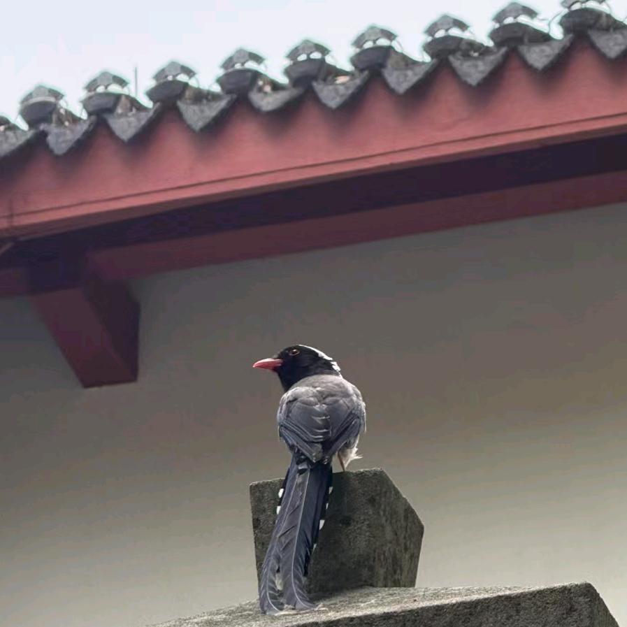 我聪明的妈妈说过名字太长会有傻子跟着念的