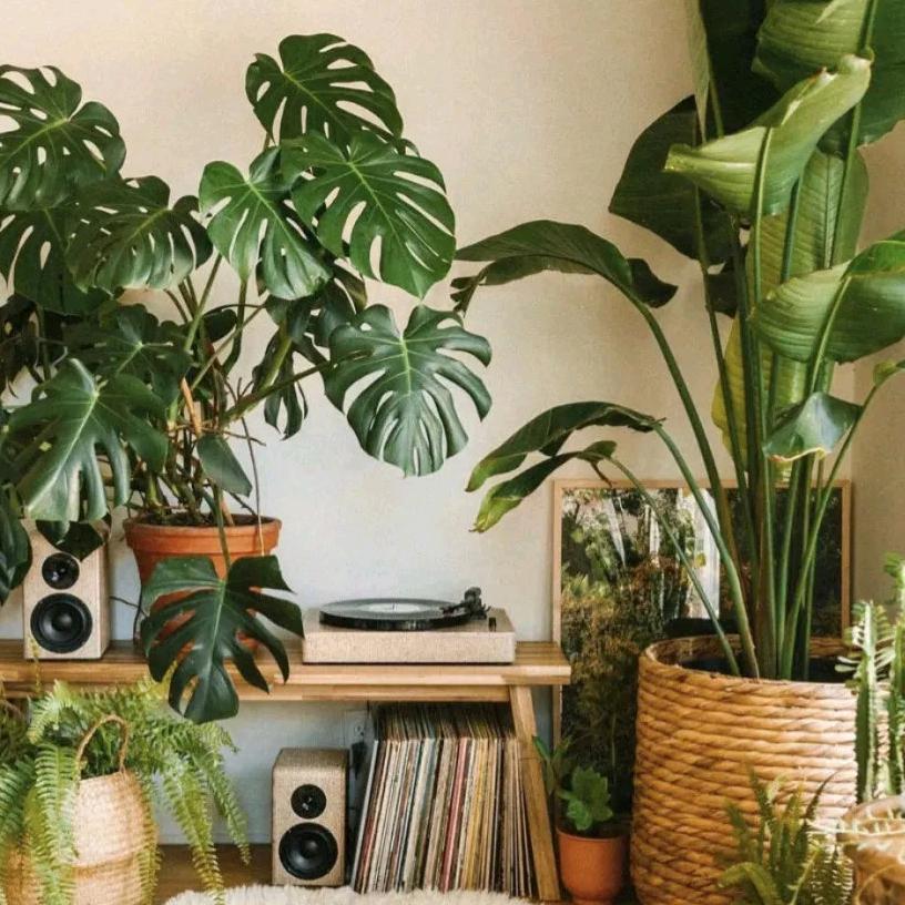 Dear plant 亲爱的绿植