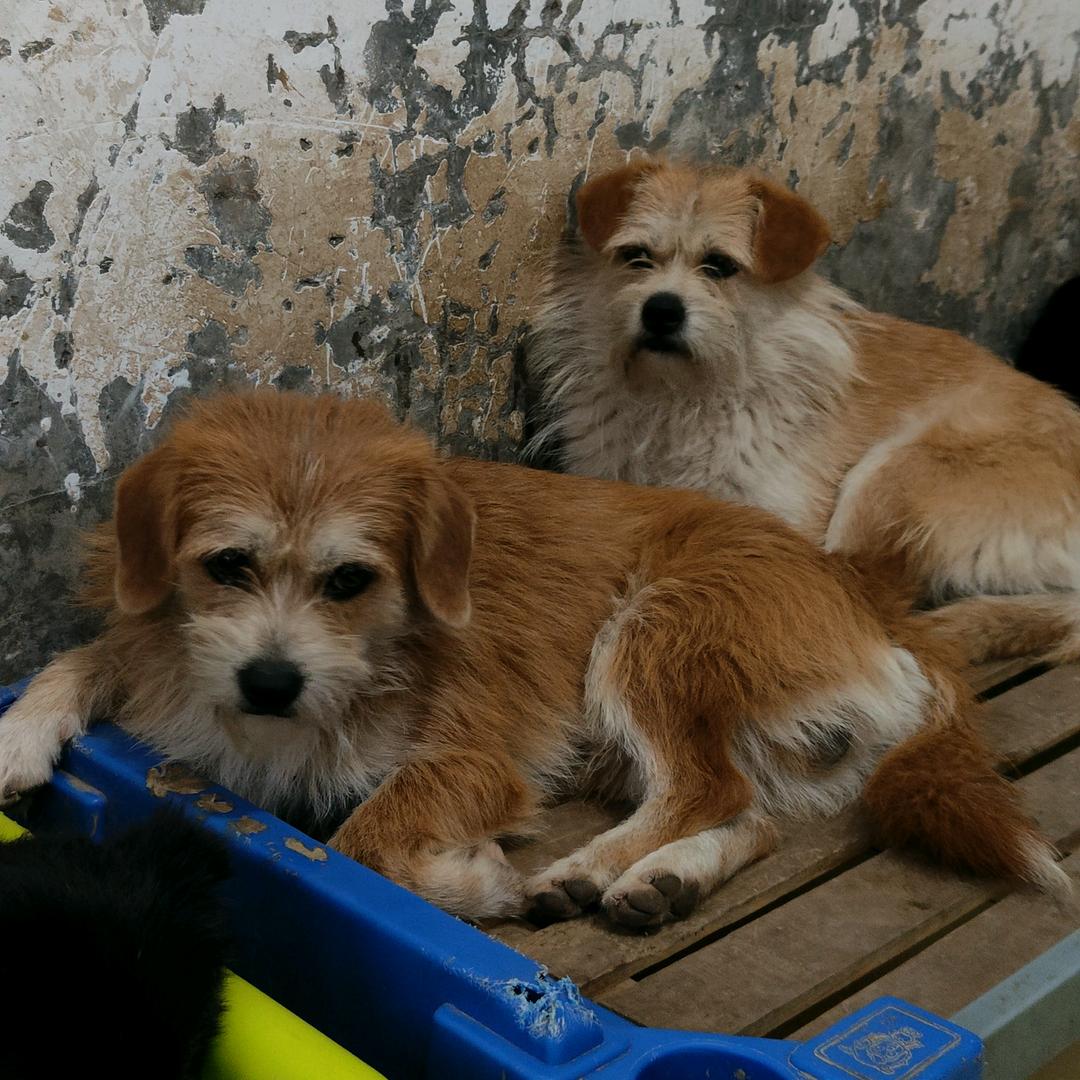 临汾静安救助小院