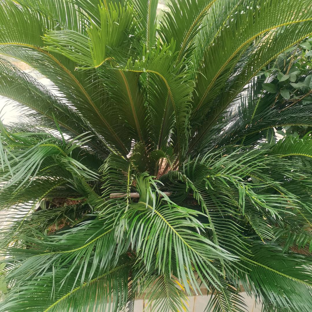 华哥（原天涯明月）