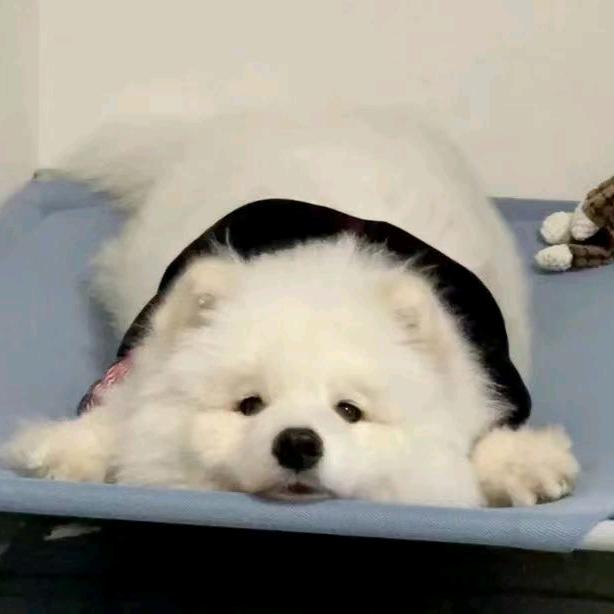 我不是小猫