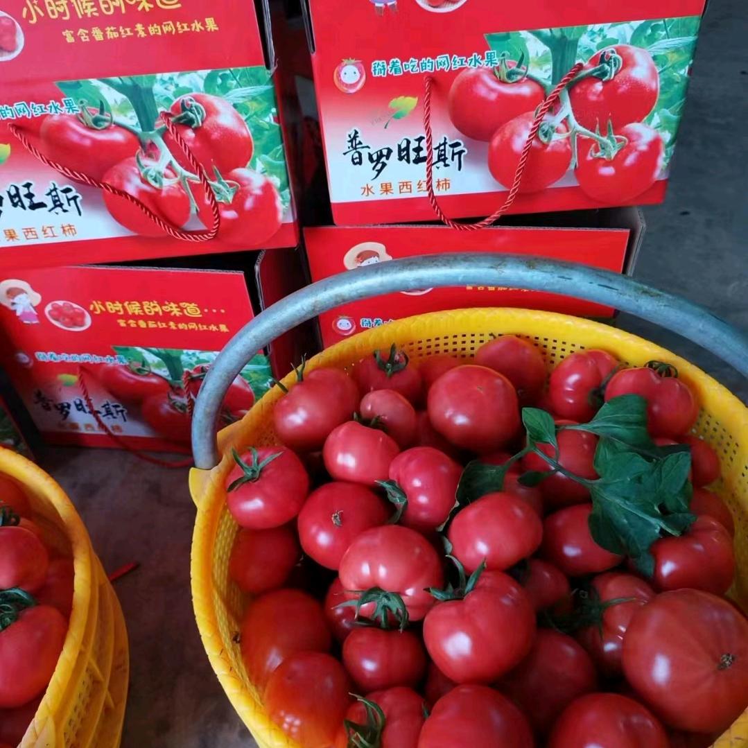 太阳下的一张脸～苹苹