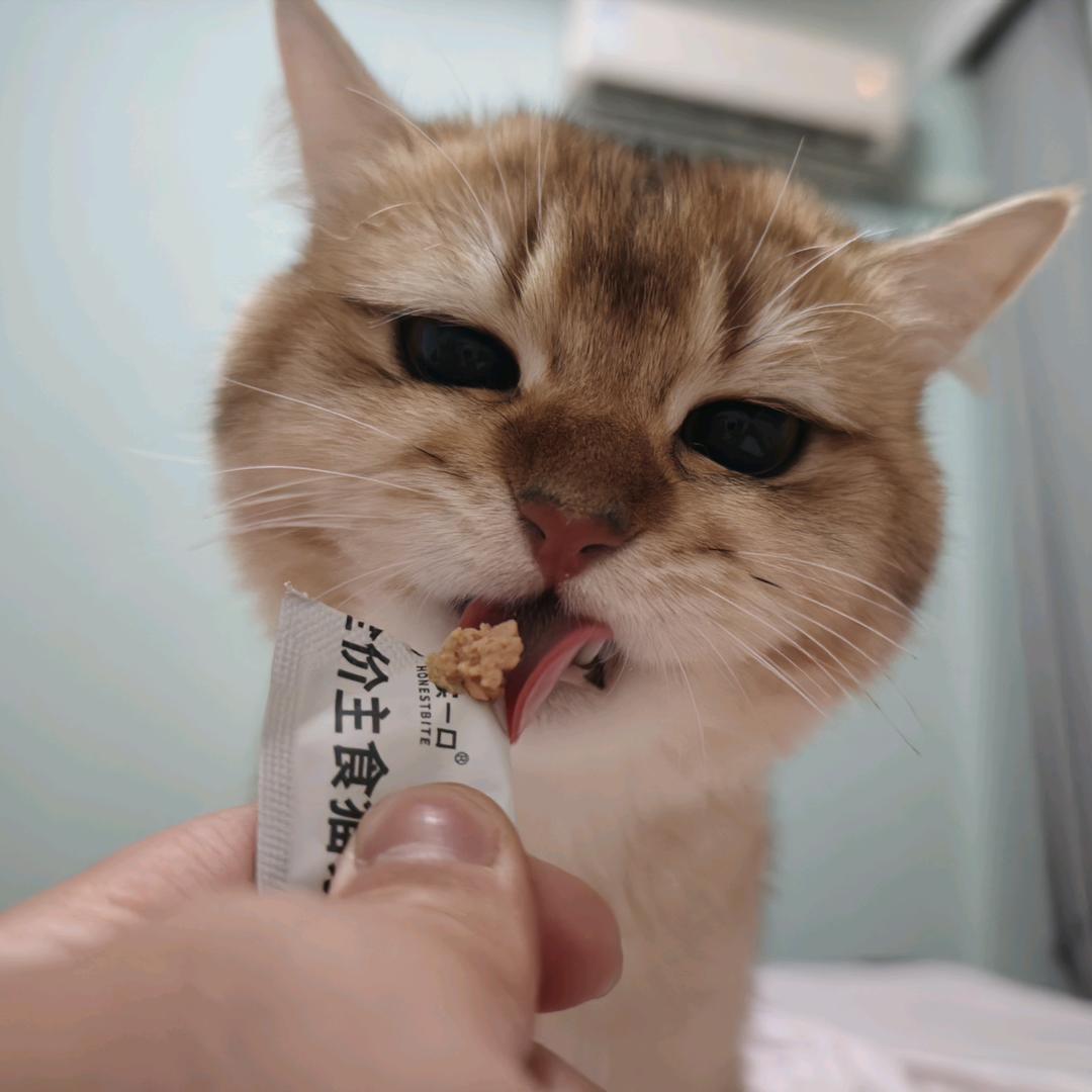 小蛋糕和小奶油