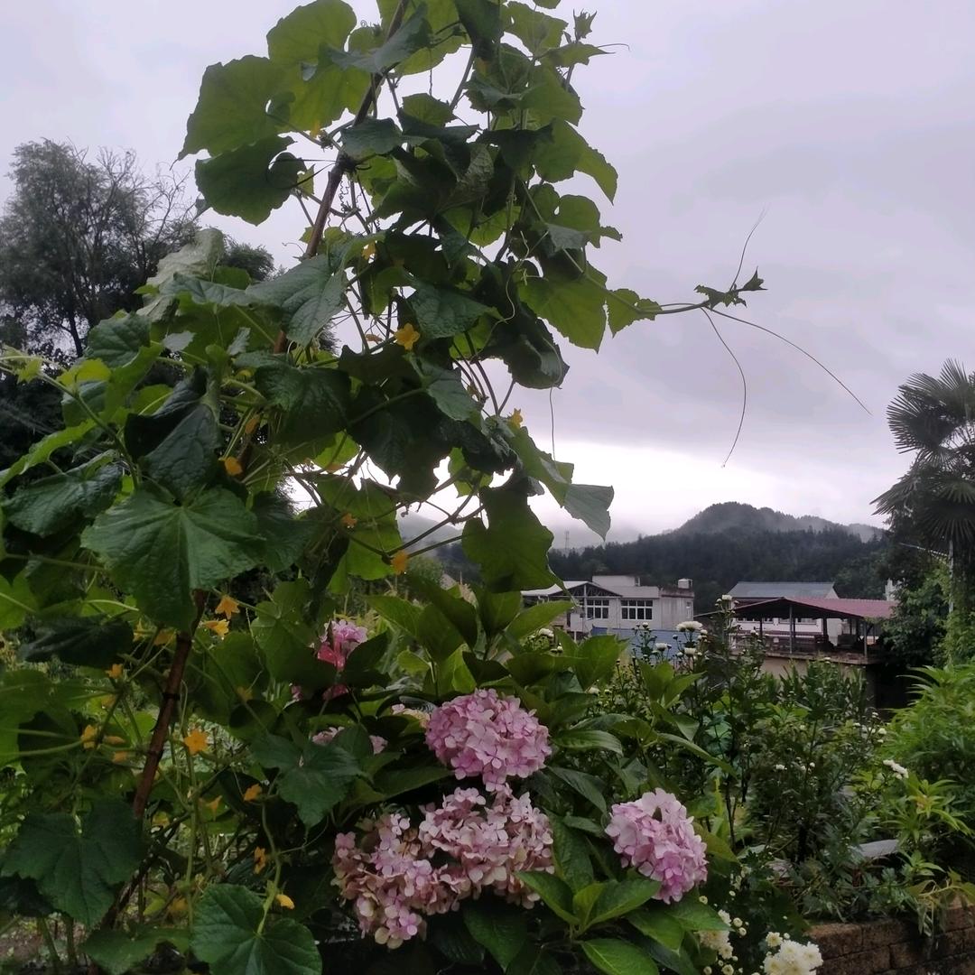 苗哥解忧