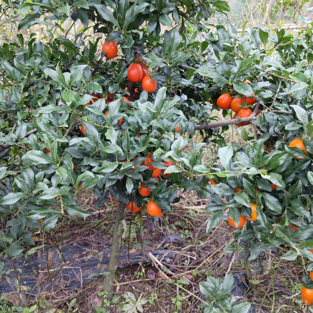 🦋ꦿ໊往事᭄🕊归零᭄ꦿᩚ٭