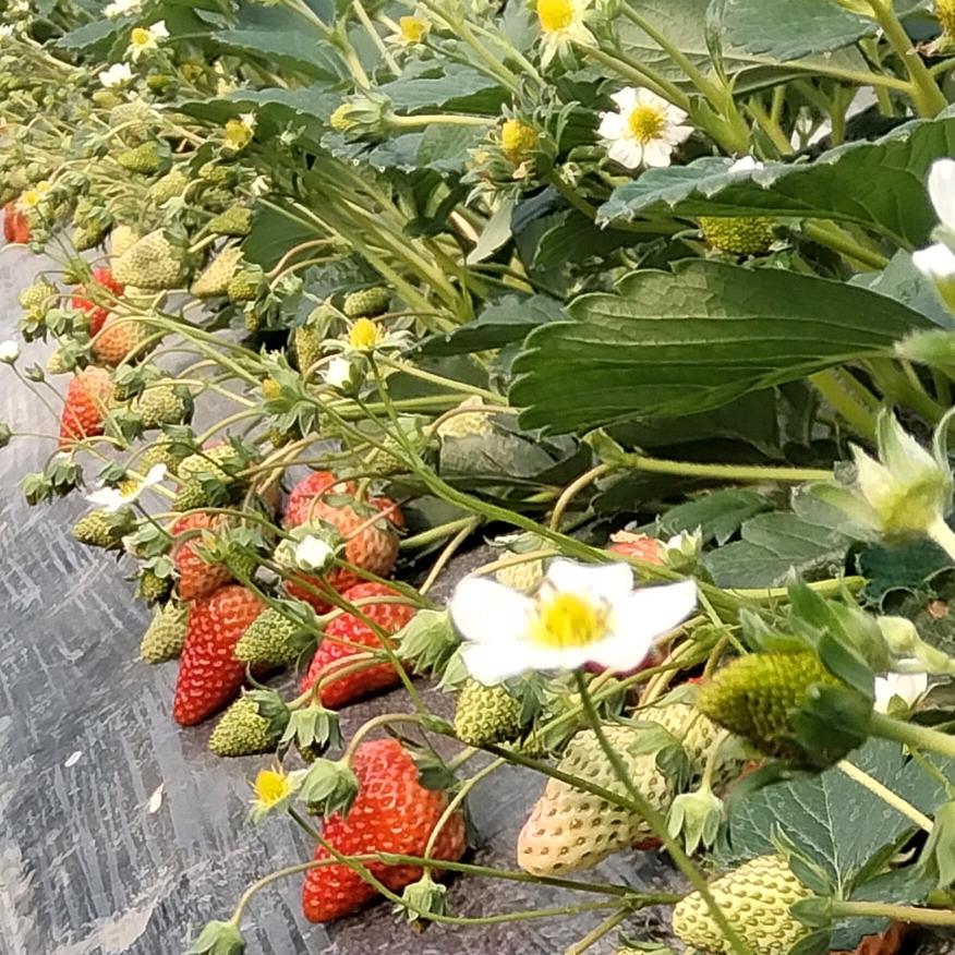 长丰草莓（瑞琴草莓农场）