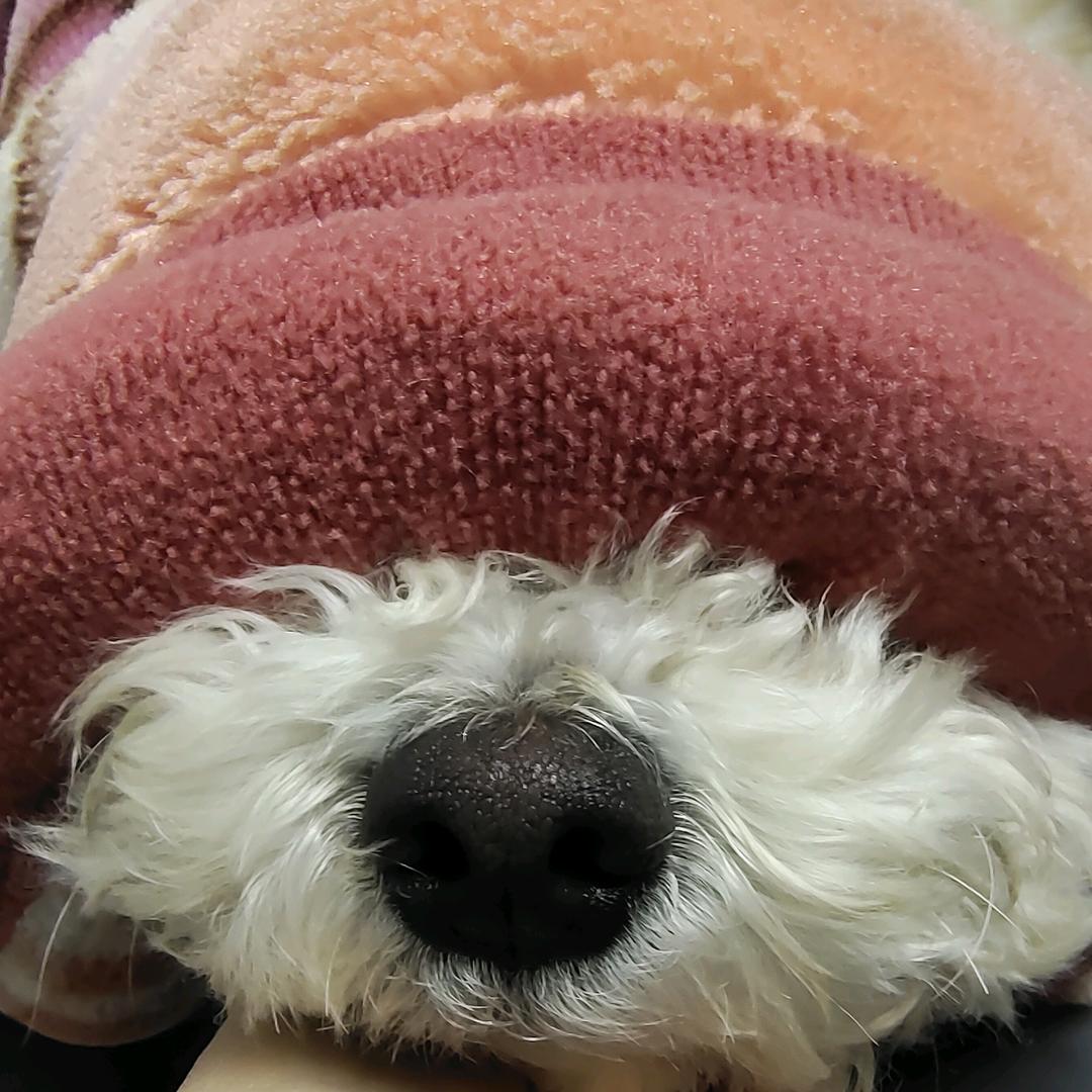 今天也潦草