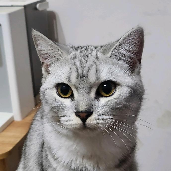 奶盖儿🐟头像