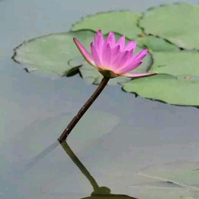 旭日东升