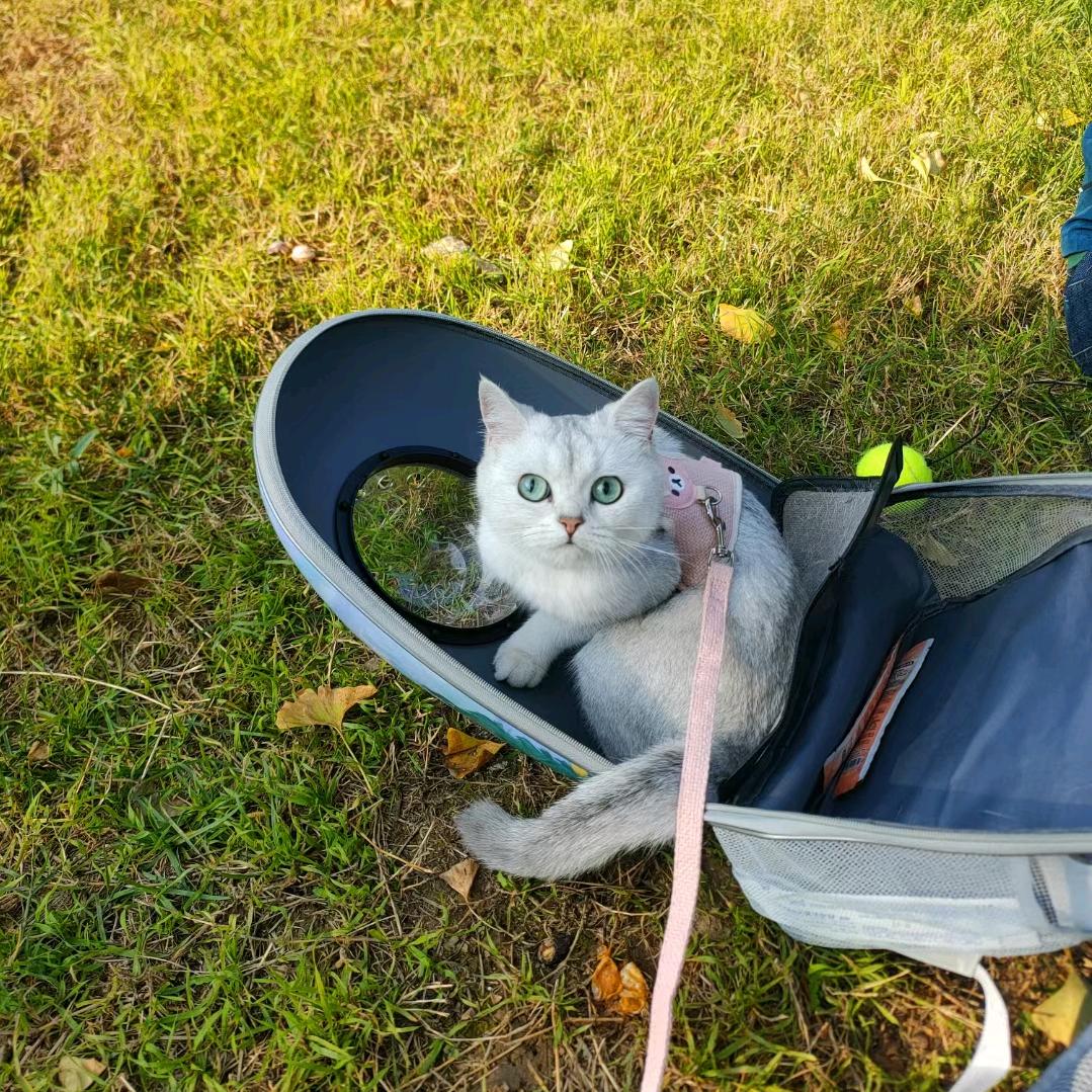 Coco的朋友圈🐱