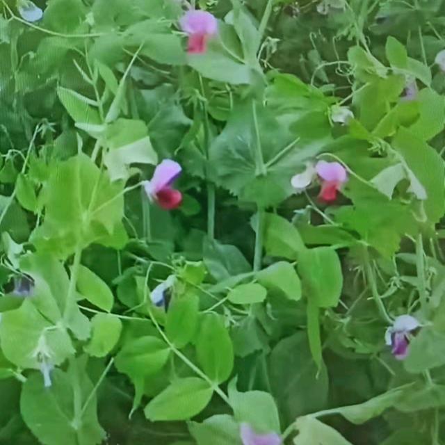 一人一世界。面条哥哥。