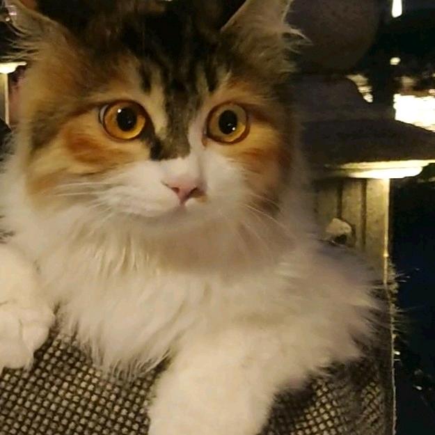 心钥和猜猜