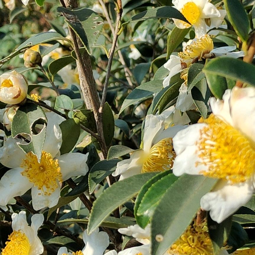 山茶花