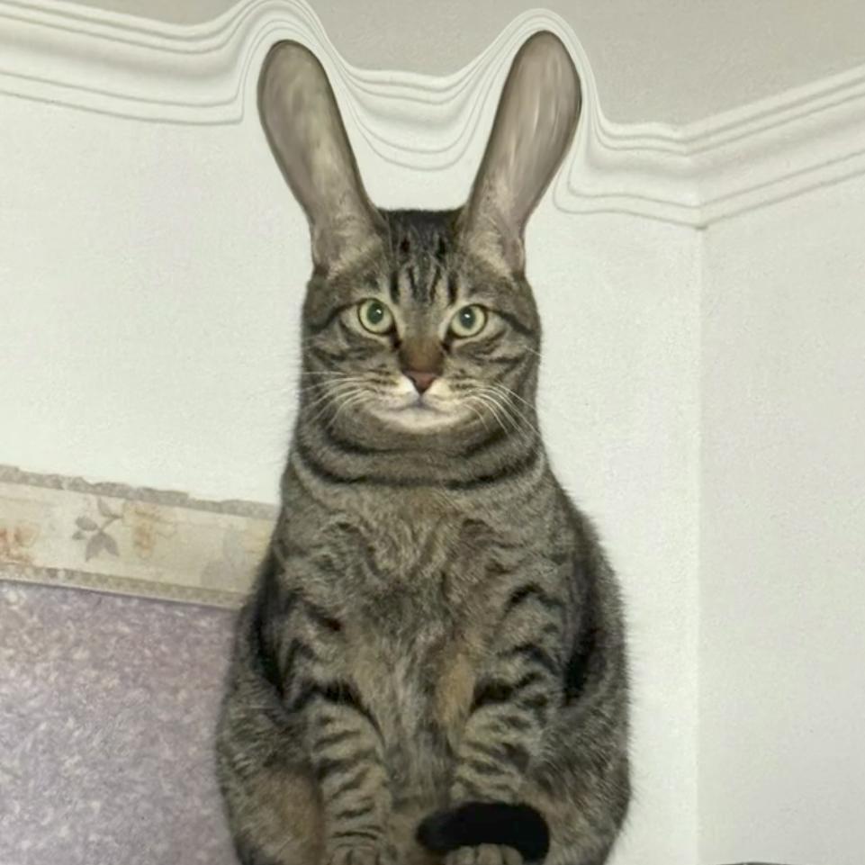 aaa大王