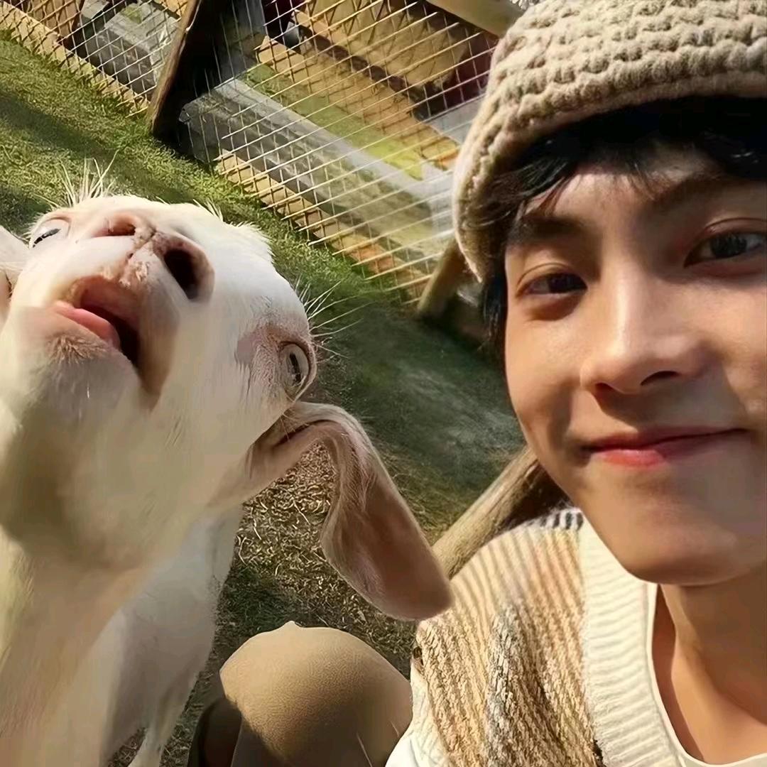 小 羊 🐏