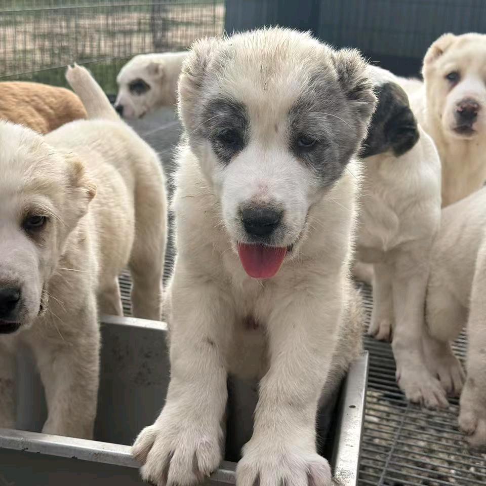 中亚优选牧羊犬