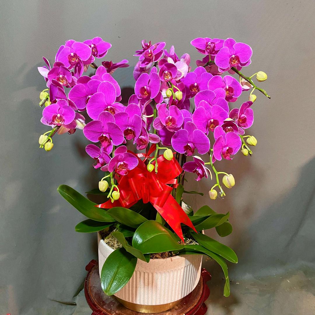 熙浅花卉优品小铺