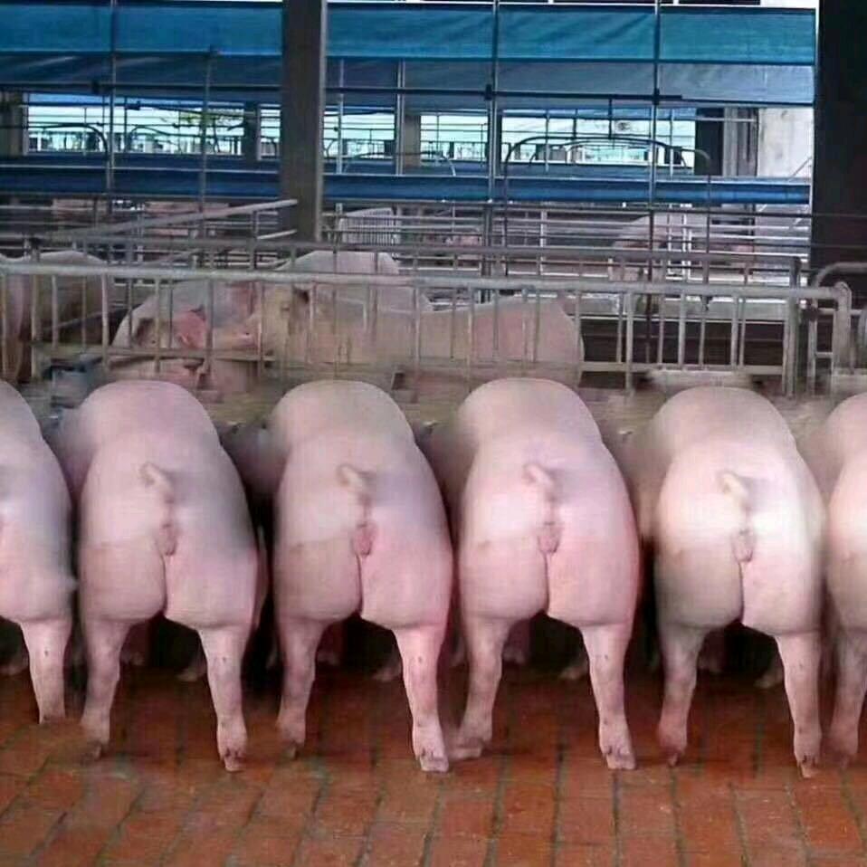 贵州种猪繁育总场