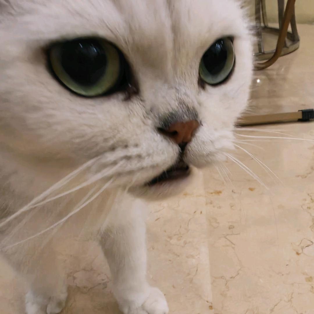 冰糖葫芦五加皮