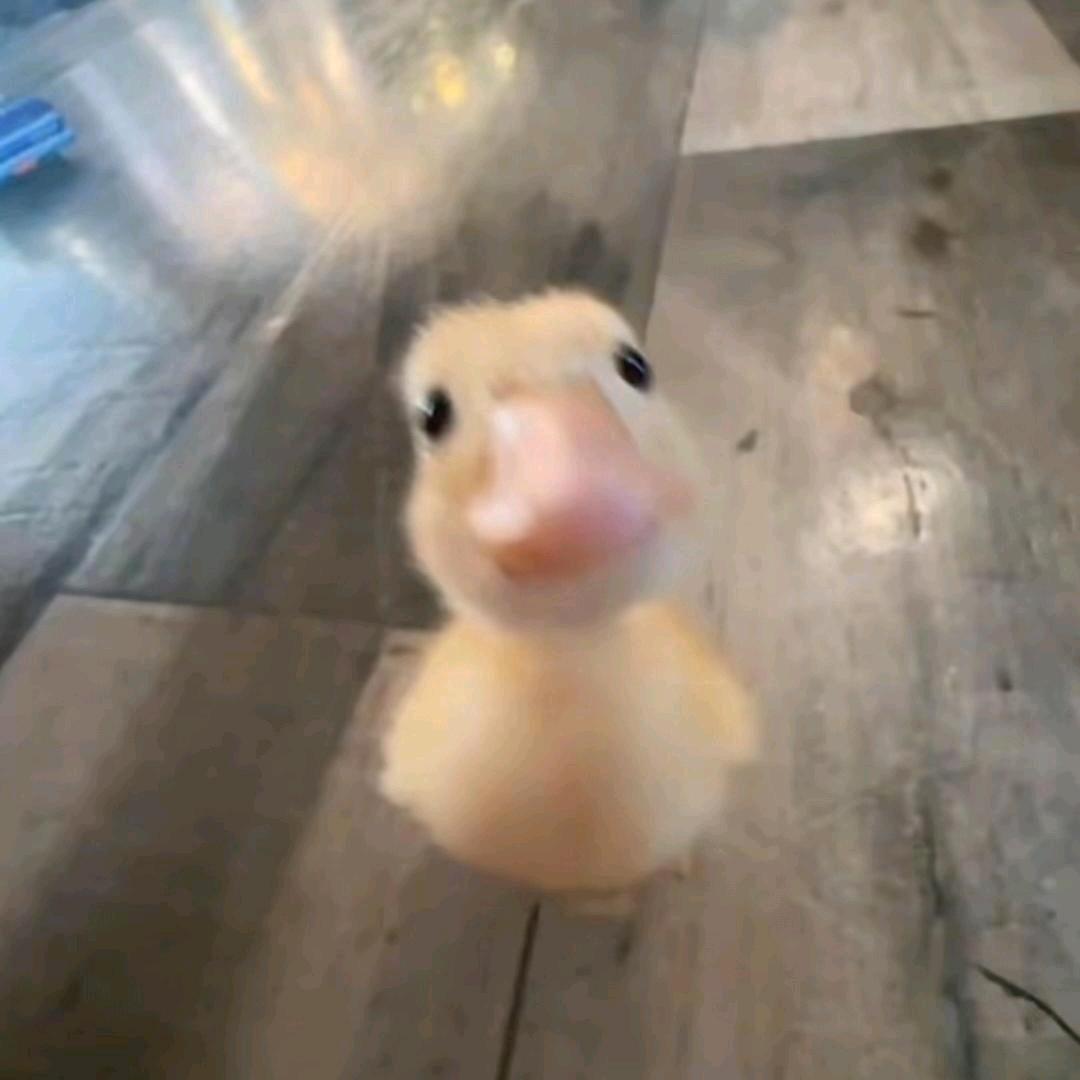 我天天想着吃什么_