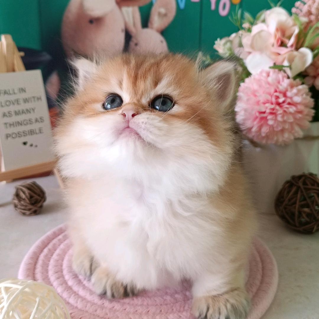 灵灵的矮脚猫