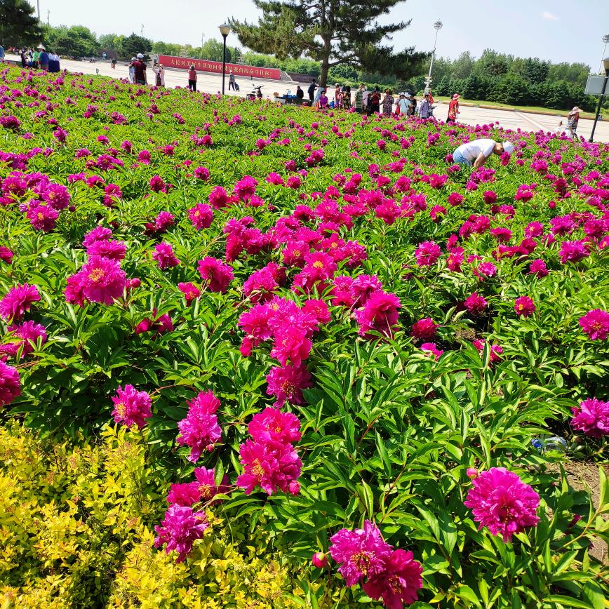 学习岐黄文化