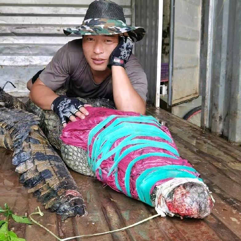 温泉鳄鱼