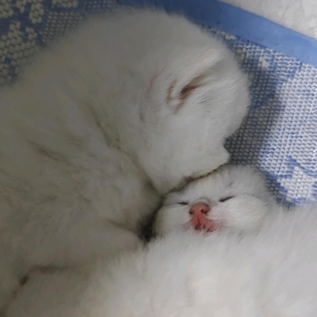全是贴边怪