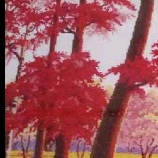 红叶🍁