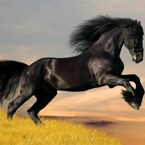 告诉老莫&我想吃鱼