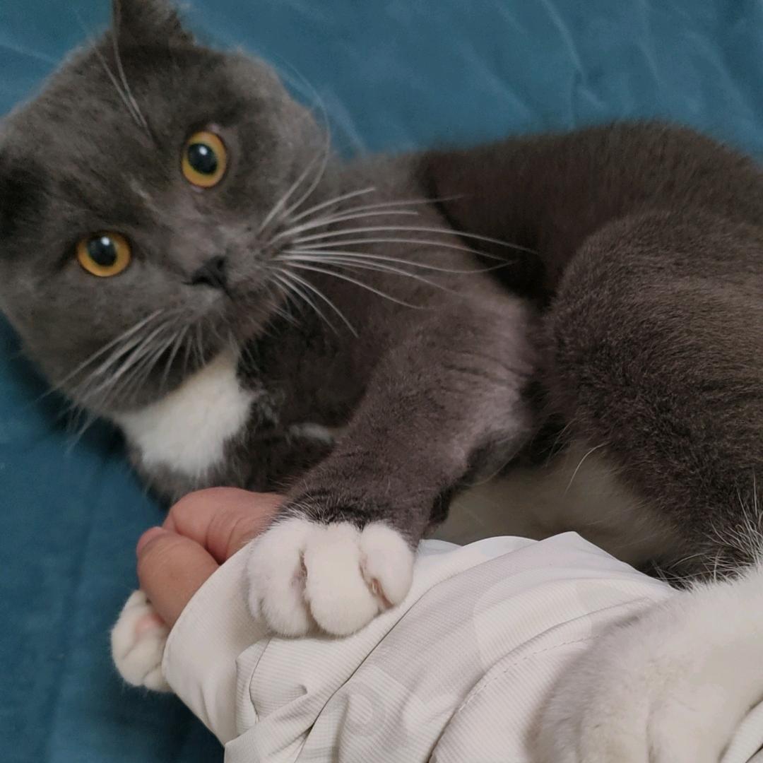 愈疗师是猫猫啊