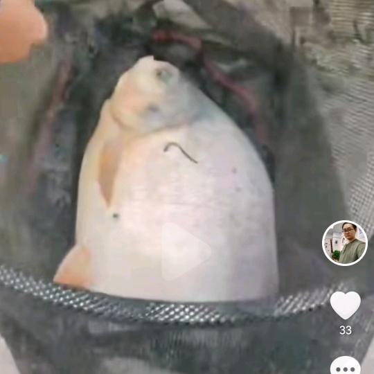 股鱼萧