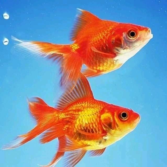 幸福鱼儿