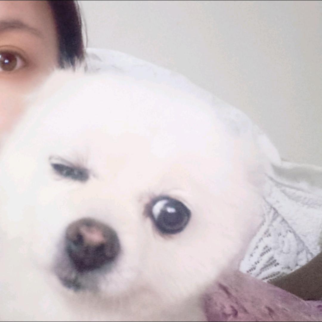 小包子