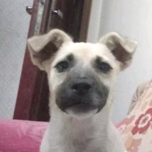 一饼妞妞和小花