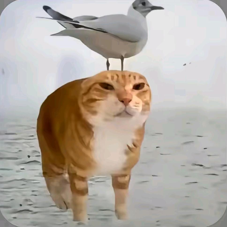 岁聿