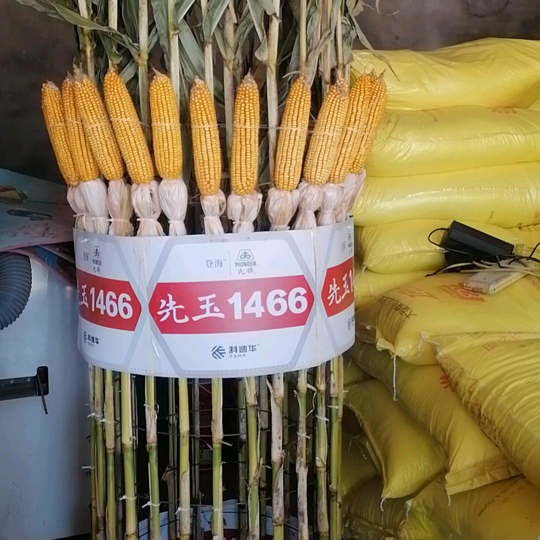 马头镇俊永农资店