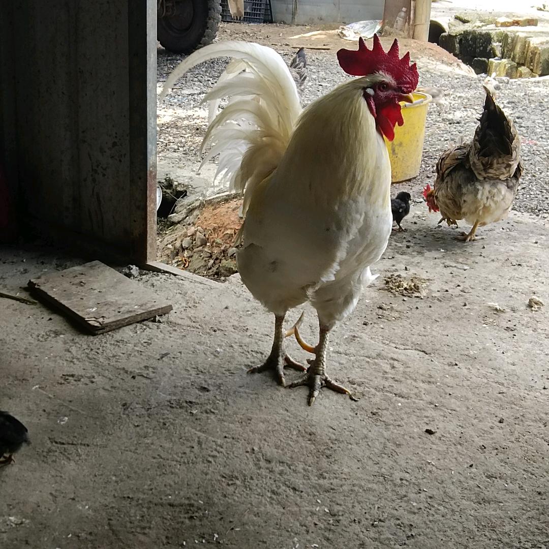 巴马鲜禽汇鸡鸭鹅批发