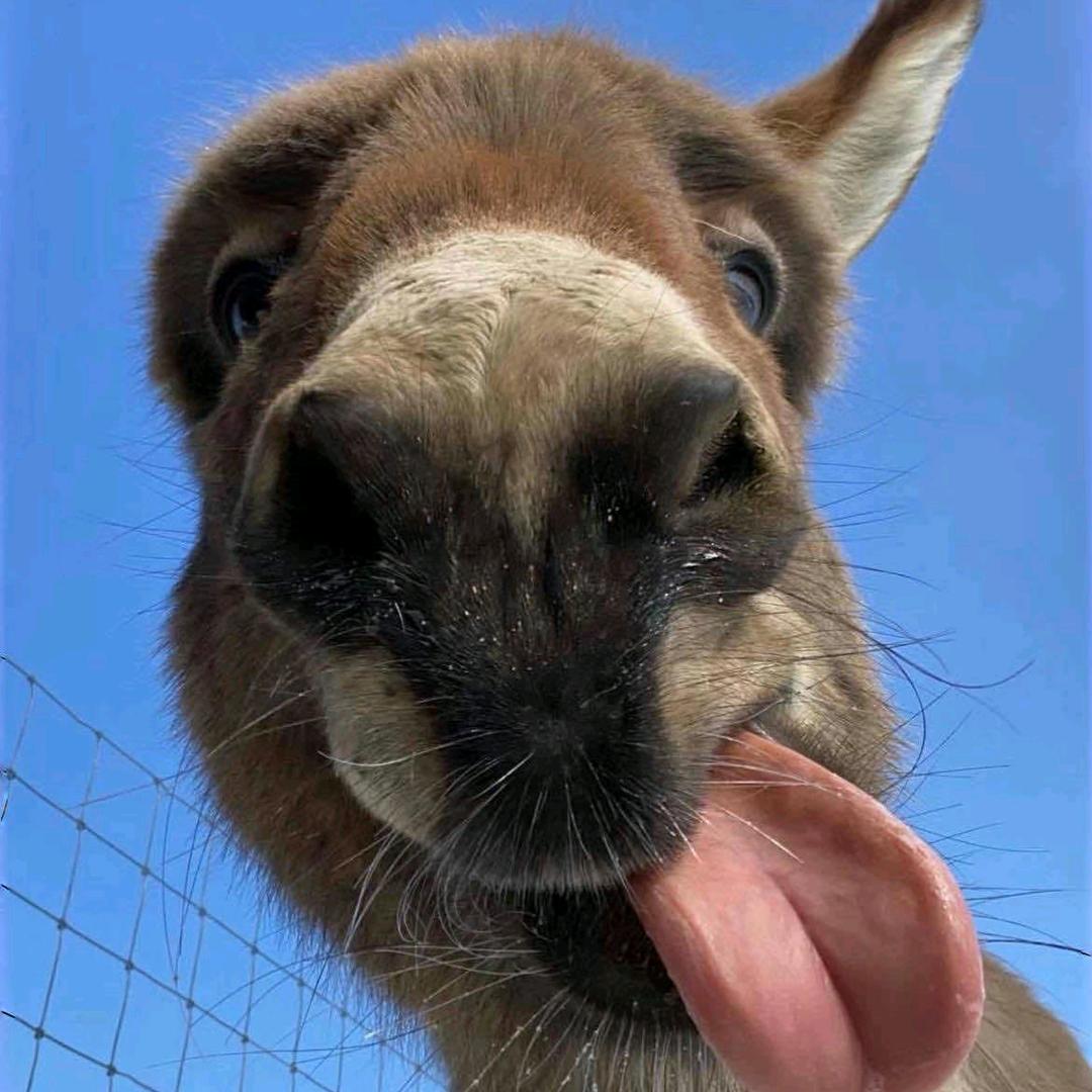 羽翼
