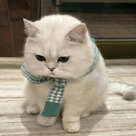 薯片味的小猫