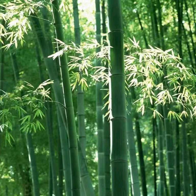 💖静静